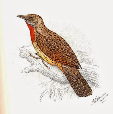 Rufous necked Wryneck