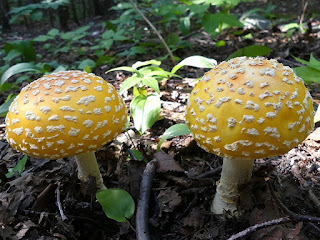 Amanita muscaria var. guessowii - Amanite tue-mouches jaune-orange 