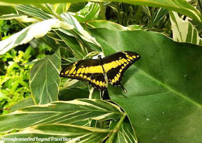 The Butterfly Atrium at Hershey Gardens in Pennsylvania