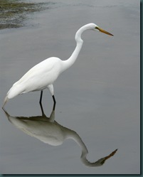 great egret reflect
