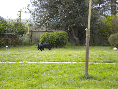 Two black labs by a huge bush