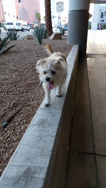 Evening Walk with Sallie