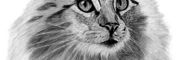 View Cat Drawing Pencil Pictures