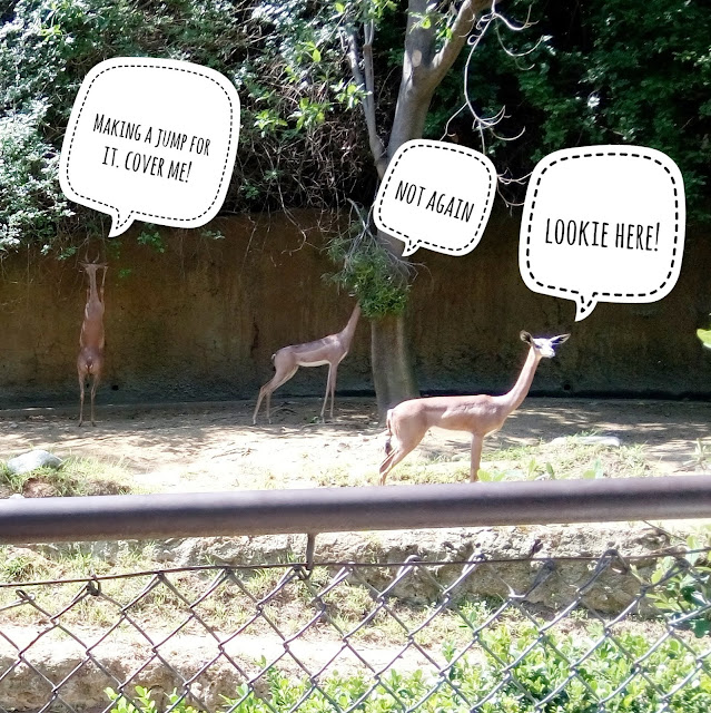 Los Angeles Zoo Los Angeles Zoo