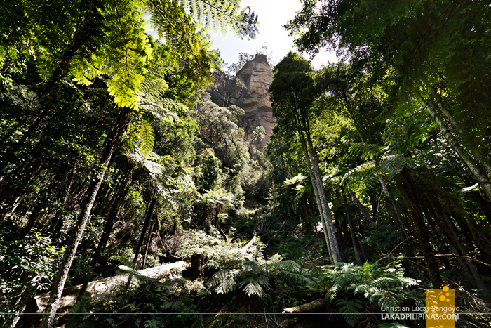 Scenic World Blue Mountains Scenic Walkway