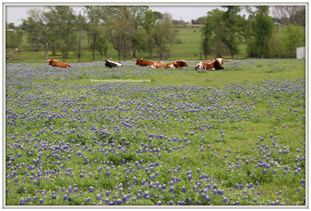 Texas Bluebonnets-Texas Longhorn-wildflowers-field-springtime-TexasFrom My Front Porch To Yours