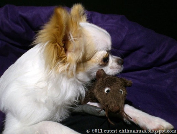 Chihuahua och råtta sover tillsammans