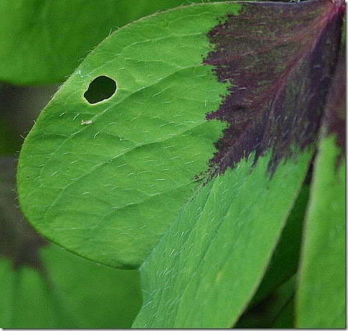 garden-oxalis-flawed-aug08