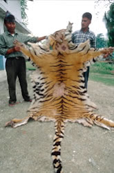 Tiger poaching