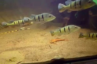 15 Jenis Ikan Peacock bass