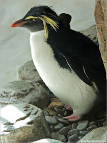 Islas del Subantártico del Biodôme: Pingüino Penacho Amarillo Norteño