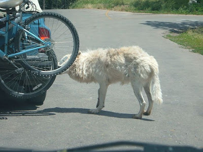 Animal Attacking Car Seen On www.coolpicturegallery.us