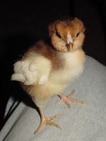 Russian Orloff Chick - 4 weeks white wings