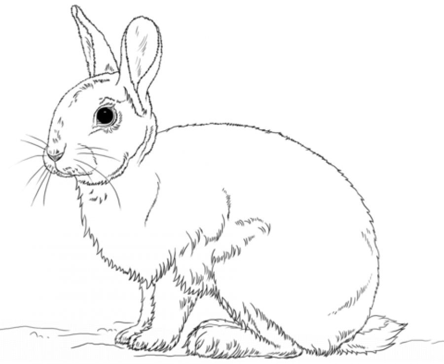 Realistic Rabbit Coloring Pages