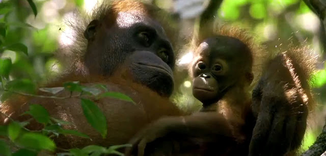 Gambar Monyet di Taman Nasional Gunung Palung (TNGP)