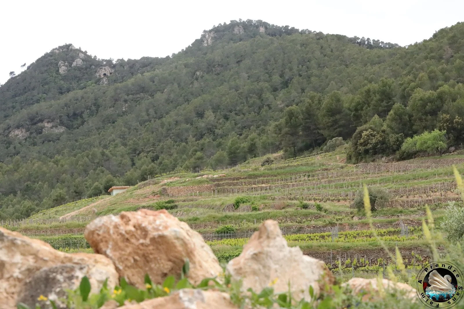 Visite et dégustation de vins à Vinyes Domènech - Capçanes