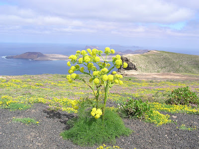 Ferula lancerottensis en el Risco de Famara