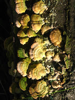 turkeytail fungus