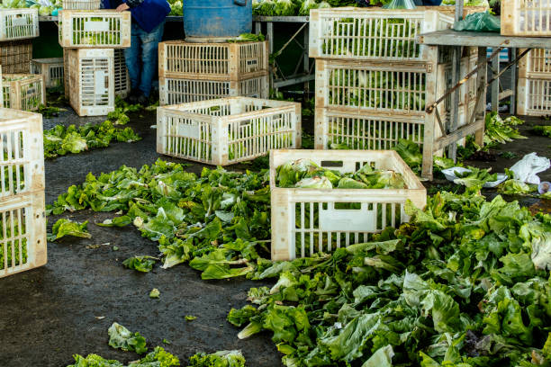 Exploring Potential Losses in Aquaponics Farming