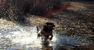 Bounding through the water