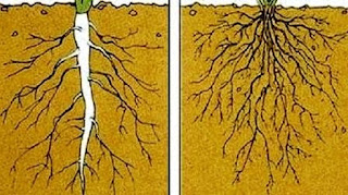 Struktur dan Fungsi Jaringan Pada Tanaman Dikotil dan 