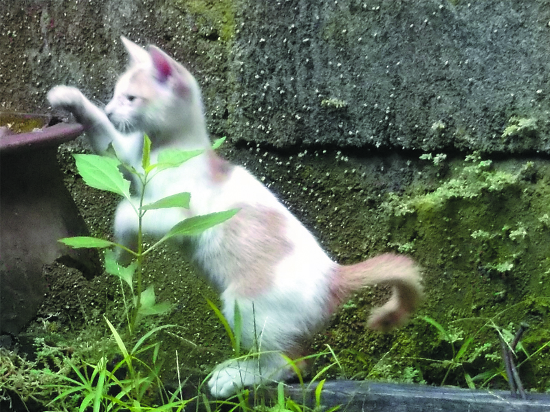 Foto Foto Anak Kucing Lucu di Luar Jendela Kamar Kost Gue 