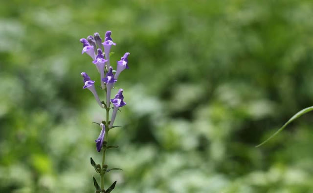 Baikal Skullcap Flowers Pictures