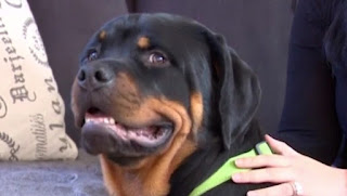 Hercules - The Rottweiler