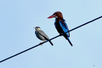 White-throated Kingfisher  and Brahminy Starling