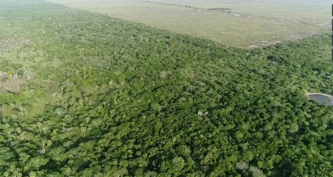 Denuncian Mayas de Tizimín, Yucatán devastación por agroindustria