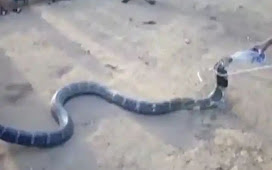 प्यास से तड़प रहे किंग कोबरा को तरस खाकर एक शख्स ने पिलाई पानी , फिर जहरीले सांप ने किया कुछ ऐसा , देखें विडियो 
