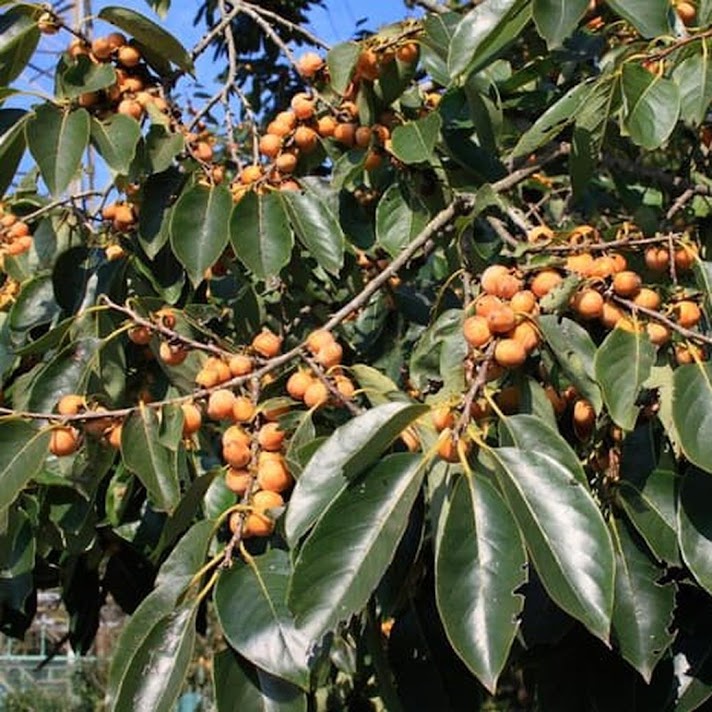 bibit benih seeds biji buah kesemek date plum persimmon best to make jam isi 6 biji Sumatra Barat