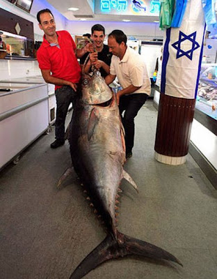 Huge Tuna Seen On www.coolpicturegallery.us