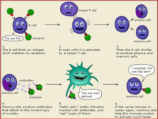 Immune System