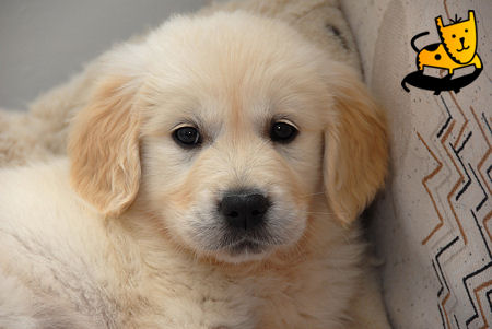 Golden Retriever Dog: Cute Golden Retriever Puppies