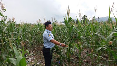 Ka Rutan Matra di tengah kebun jagung WBP