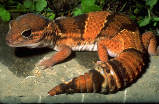 Fat tailed gecko