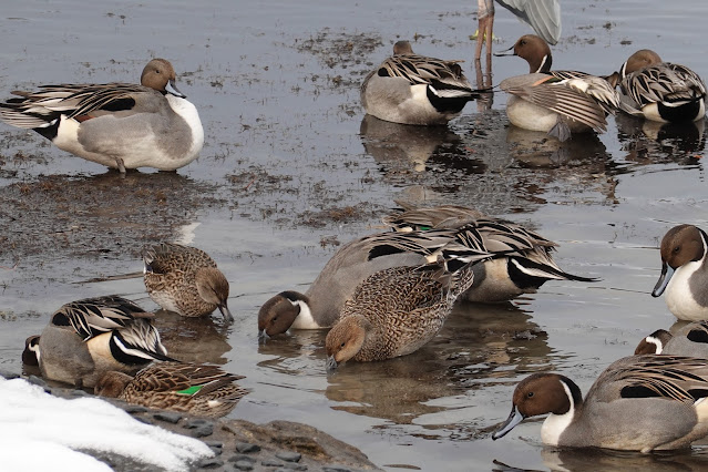 鳥取県米子市西町 湊山公園 池のマガモ