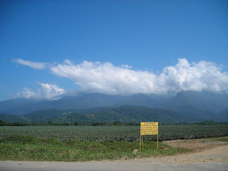 pineapple fields, El Porvenir, Honduras