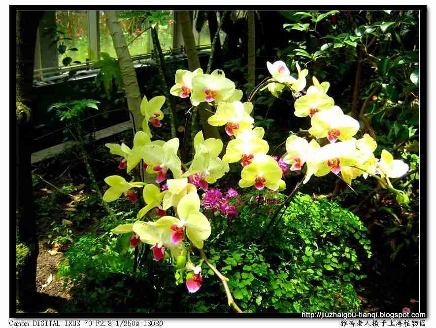 兰花-花:lanhua-09020112294212