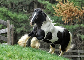 fotos-de-caballos-con-pelaje-en-patas