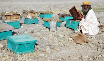 AFGHANISTAN ECONOMY AGRICULTURE HONEY BEE FARMING