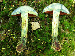 Boletus subvelutipes - Bolet à pied velu