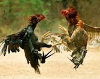 Perbedaan Ciri Fisik Ayam Pukul Dan Ayam Jalu