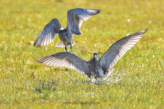 Wildlifefotografie Großer Brachvogel Balz Olaf Kerber