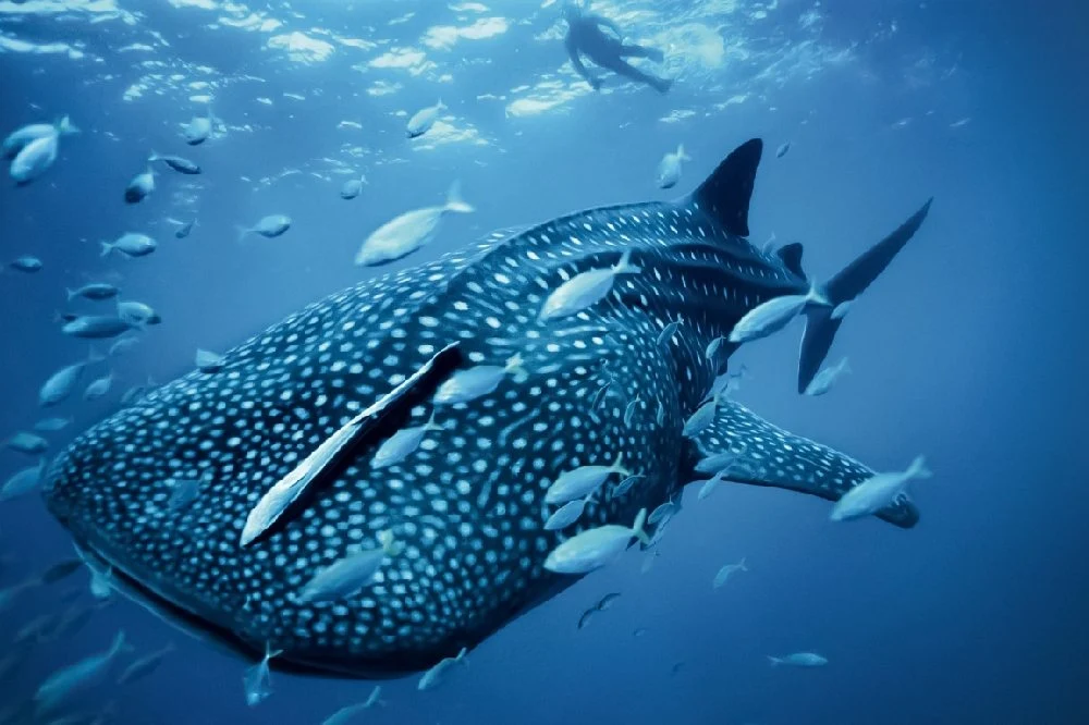 El tiburón ballena es al parecer el mayor omnívoros del mundo