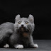 Mengenal Kucing Kinkalow , Kucing Kaki Pendek dengan Telinga Keriting