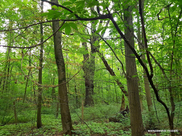 Warszawa Warsaw Bielany teren zielony Lasy Młocińskie dąb drzewo las park