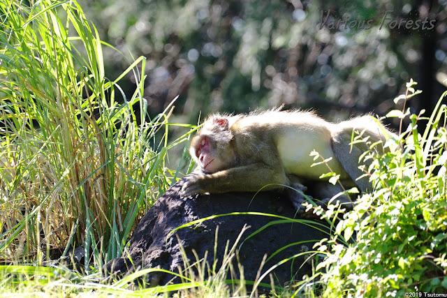 japanese monkey