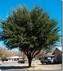 Mulberry  Fruitless300